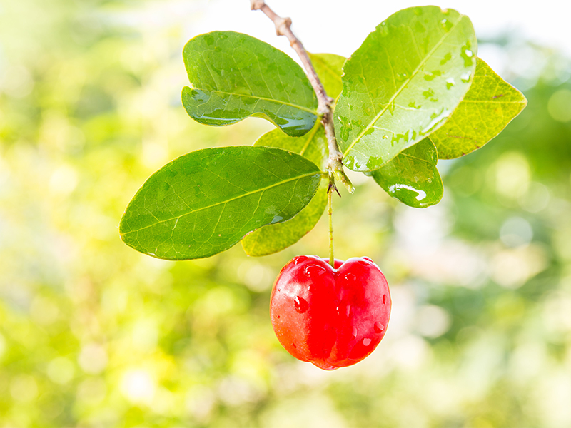A Duas Rodas apresenta palestra sobre acerola aplicada a produtos cárneos durante expomeat 2019