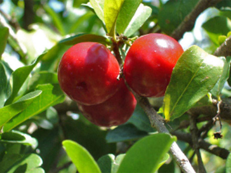Camu-camu: o fantástico potencial da natureza para a alimentação