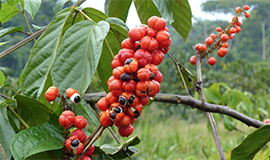 O brasileiríssimo guaraná: um ingrediente cheio de energia