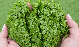 De origem 100% vegetal, Lentein é a promessa de nutrição do futuro.