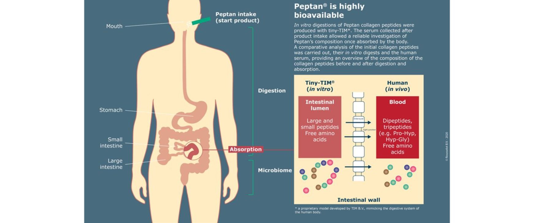 Rousselot announces: new fundamental study on bioavailability adds to growing scientific literature investigating the mechanisms behind Peptan’s Health Benefits