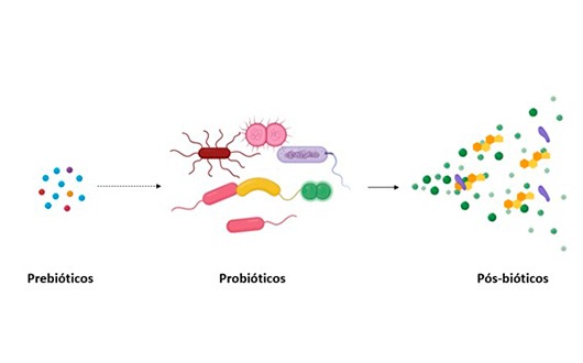 Prebióticos, probióticos… e, agora, pós-bióticos