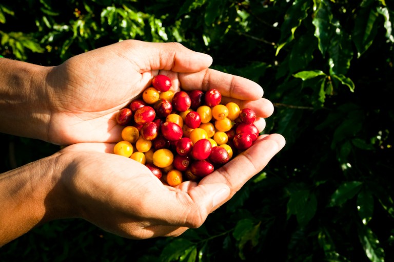 Cafeicultura 4.0 – Ferramentas digitais e a inovação na produção de café