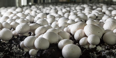 Cogumelos desempenham papel fundamental na nutrição e imunidade