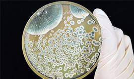 As bacteriocinas de uso industrial