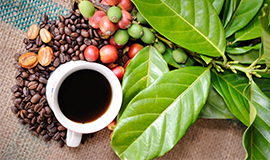 Os ingredientes funcionais do café