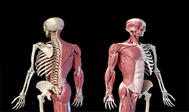 Saúde musculoesquelética – Uma oportunidade emergente no envelhecimento saudável