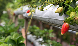 Inteligência Artificial na produção de alimentos