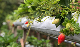 Inteligência Artificial na produção de alimentos