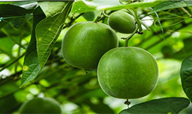 Fruta do monge – Tradicional ingrediente adoçante