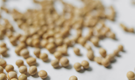 Benson Hill lança linha de ingredientes de proteína de soja sem OGM