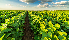 Benson Hill está se tornando fornecedora de ingredientes alimentícios