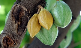Barry Callebaut impulsiona pesquisa e inovação no cultivo de cacau equatoriano
