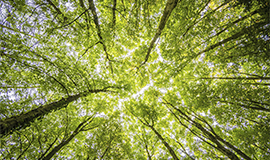 Corbion acelera redução de emissões em prol da crise climática
