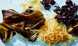 Algas marinhas são o superalimento do futuro