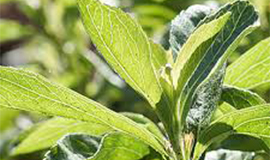 Ingredion lança nova solução de solubilidade de estévia