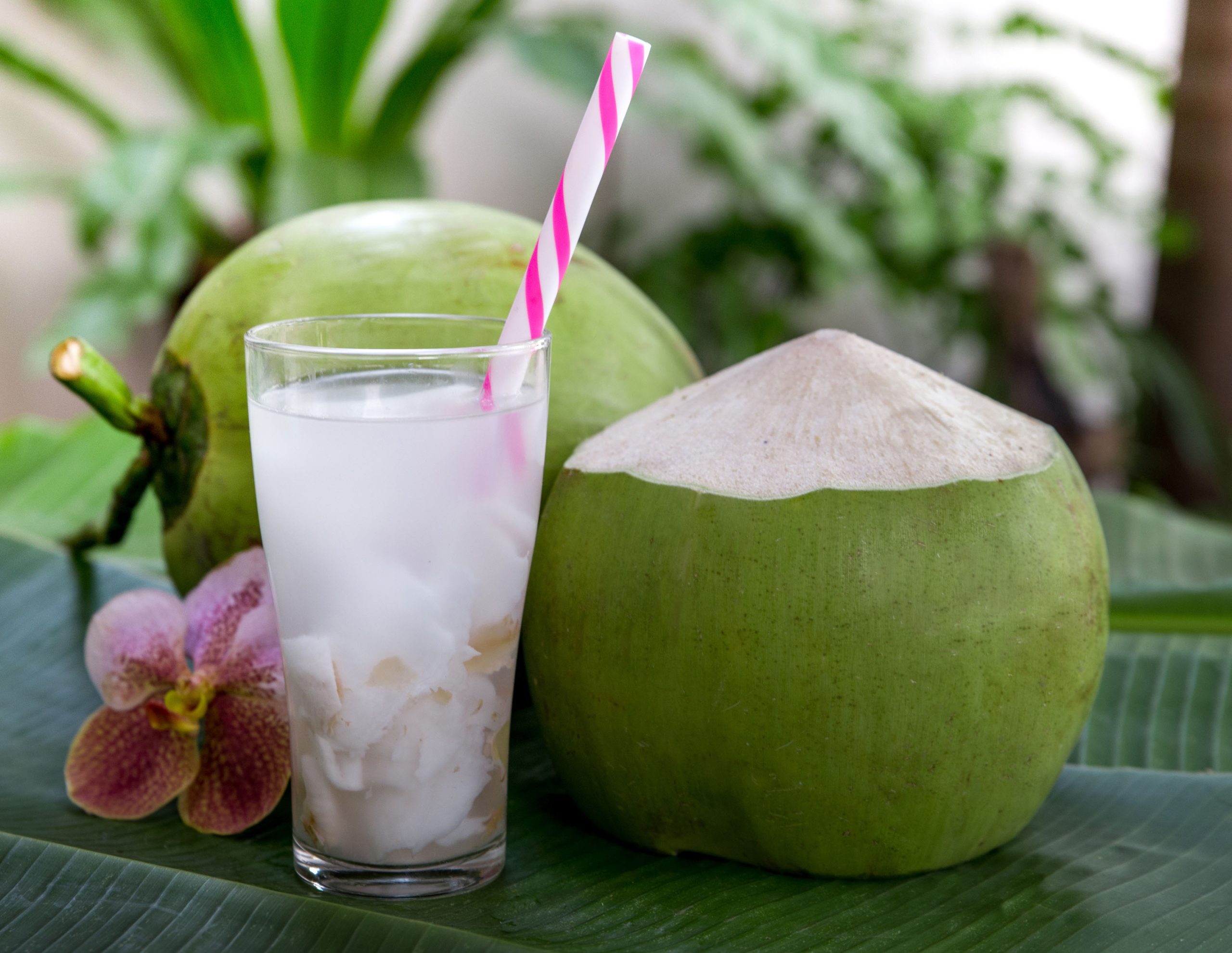 Águas vegetais promovem crescimento e inovação no mercado de bebidas